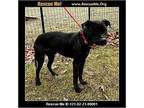 Adopt Jach a Black Labrador Retriever / American Staffordshire Terrier dog in