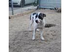 Adopt Bailey (off-site) a White - with Tan, Yellow or Fawn Pit Bull Terrier /