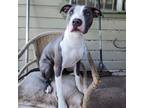Adopt Ruby (off-site) a White - with Tan, Yellow or Fawn Pit Bull Terrier /