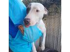 Adopt Grace (off-site) a White - with Tan, Yellow or Fawn Pit Bull Terrier /