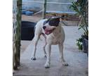 Adopt Tony (off-site) a White - with Tan, Yellow or Fawn Pit Bull Terrier /