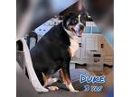 Adopt Duke a Tricolor (Tan/Brown & Black & White) Australian Shepherd / Mixed