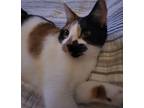 Adopt Sahara a Calico or Dilute Calico Calico (short coat) cat in Miami