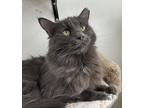 Adopt Abby a Gray or Blue Domestic Longhair (short coat) cat in East
