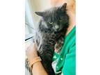 Adopt Abby a Gray or Blue Domestic Shorthair (short coat) cat in East