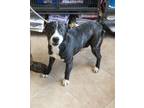 Adopt Paxton a Brindle - with White Boxer / Pit Bull Terrier / Mixed dog in