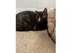 Adopt Reeses a All Black Domestic Shorthair / Domestic Shorthair / Mixed cat in