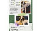 Adopt Emma a White - with Red, Golden, Orange or Chestnut St.