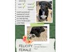 Adopt Felicity a Black - with White Pit Bull Terrier / Labrador Retriever /
