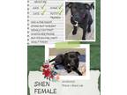 Adopt Shen a Black Pit Bull Terrier / Labrador Retriever / Mixed dog in