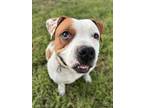 Adopt Prince a White - with Red, Golden, Orange or Chestnut American Pit Bull