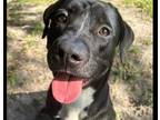 Adopt HODGI a Black Mixed Breed (Medium) / Mixed dog in Fernandina Beach