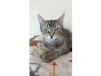 Adopt Suki a Gray or Blue Domestic Shorthair / Domestic Shorthair / Mixed cat in
