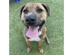 Adopt Brock a Brindle American Pit Bull Terrier / Mixed dog in Phoenix