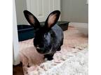 Adopt Lanai a Black Mini Rex / New Zealand / Mixed rabbit in Kingston
