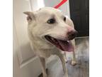 Adopt Taz a White - with Tan, Yellow or Fawn Shepherd (Unknown Type) / Mixed dog