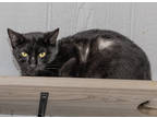 Adopt Jenna a All Black Domestic Shorthair / Mixed Breed (Medium) / Mixed (short