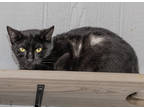 Adopt Jenna a All Black Domestic Shorthair / Domestic Shorthair / Mixed cat in