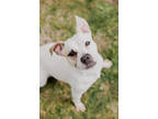 Adopt Millie a White Mixed Breed (Medium) / Mixed dog in Jeffersonville