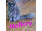 Adopt Mallory a Gray or Blue Domestic Longhair (long coat) cat in schenectady