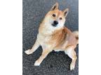 Adopt Butch a Red/Golden/Orange/Chestnut Shiba Inu / Mixed dog in Belmont