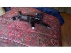 Adopt Jack a All Black American Shorthair / Mixed (short coat) cat in