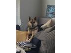 Adopt HAVEN a Gray/Blue/Silver/Salt & Pepper Shepherd (Unknown Type) / Mixed dog