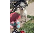Adopt Sailor a Gray/Silver/Salt & Pepper - with White Chinese Crested / Mixed