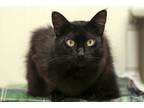 Adopt Marley a All Black Domestic Longhair / Domestic Shorthair / Mixed cat in