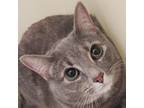 Adopt Kim a Gray or Blue Domestic Shorthair / Mixed cat in Zanesville