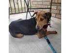 Adopt Sansa a Brown/Chocolate German Shepherd Dog / Mixed dog in San Antonio