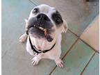 Adopt FIONA a Bull Terrier / Boxer / Mixed dog in Marianna, FL (37455805)