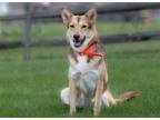 Adopt Gianna * She's gorgeous! * a Tan/Yellow/Fawn Husky / German Shepherd Dog /