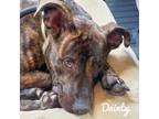 Adopt Dainty a Brindle Pit Bull Terrier / Mixed Breed (Medium) / Mixed dog in