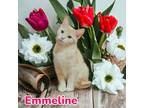 Adopt Emmeline a Cream or Ivory Domestic Shorthair / Mixed (short coat) cat in