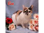 Adopt Eva a Calico or Dilute Calico Domestic Shorthair / Mixed (short coat) cat
