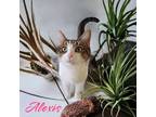 Adopt Alexis a Brown Tabby Domestic Longhair / Mixed (short coat) cat in Port