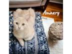Adopt Amaury a Cream or Ivory Domestic Shorthair / Mixed (short coat) cat in