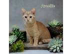 Adopt Amelie a Orange or Red Domestic Shorthair / Mixed (short coat) cat in Port