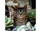 Adopt Athena a Brown Tabby Domestic Shorthair / Mixed (short coat) cat in Port