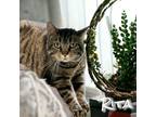 Adopt Rita a Gray, Blue or Silver Tabby Domestic Shorthair / Mixed (short coat)