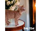 Adopt Dalton a Orange or Red Tabby Domestic Shorthair / Mixed (short coat) cat