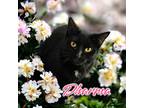 Adopt Dharma a All Black Domestic Shorthair / Mixed (short coat) cat in Port