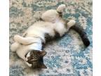 Adopt Neville a Domestic Shorthair / Mixed (short coat) cat in Alpharetta