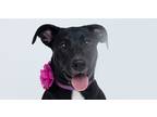 Adopt Aspen aka Willow (Grey Litter) a Black - with White German Shepherd Dog /