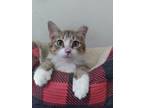 Adopt Clyde a Brown Tabby Domestic Shorthair (short coat) cat in St.