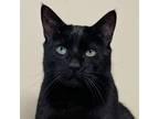 Adopt Arya a All Black Domestic Shorthair (short coat) cat in Norwalk