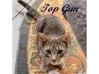 Adopt Top Gun (Super chill, loves to cuddle, meet him at The Kitten Around Cat