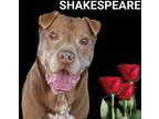 Adopt SHAKESPEARE a Shar-Pei