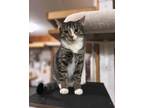 Adopt Wendell a Domestic Short Hair